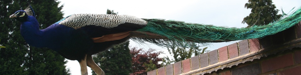 Random header image... Refresh for more!