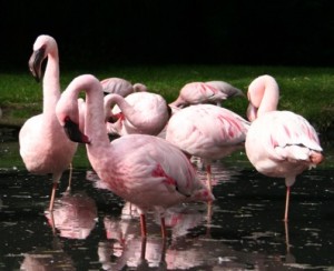 Flamingos