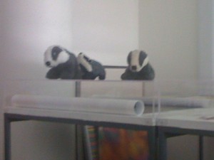 badgers