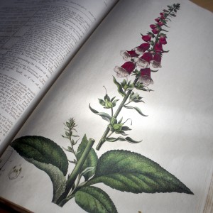 Flora Londinensis (William Curtis, 1777) 